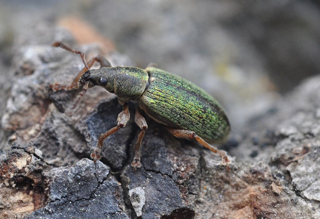 Curculionidae: Polydrusus (Metallites) impar